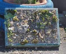 Alton Manor Community Centre Well Dressing (5)