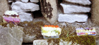 Additional Well Dressings
