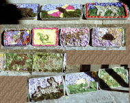 Additional Well Dressings